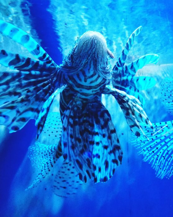 LIONFISH (Indianapolis Zoo, Fine Art Print) - aTinyArtGarageArt Print