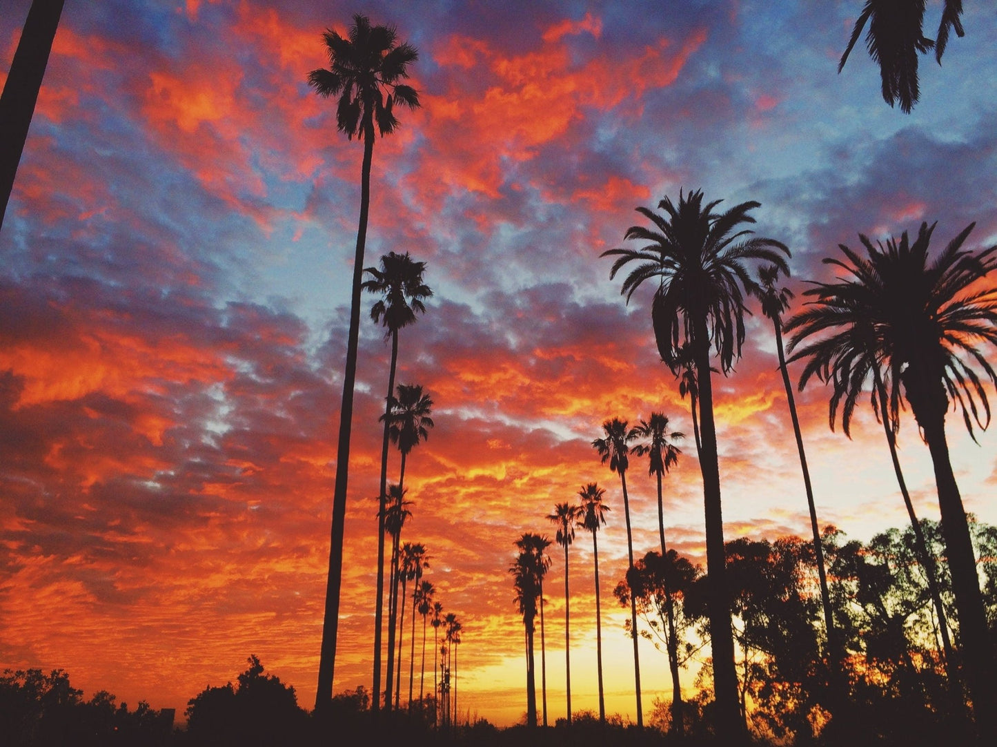 Los Angeles Evening, Palmtree Sunset (Los Angeles, CA. Fine Art Print) - aTinyArtGarage
