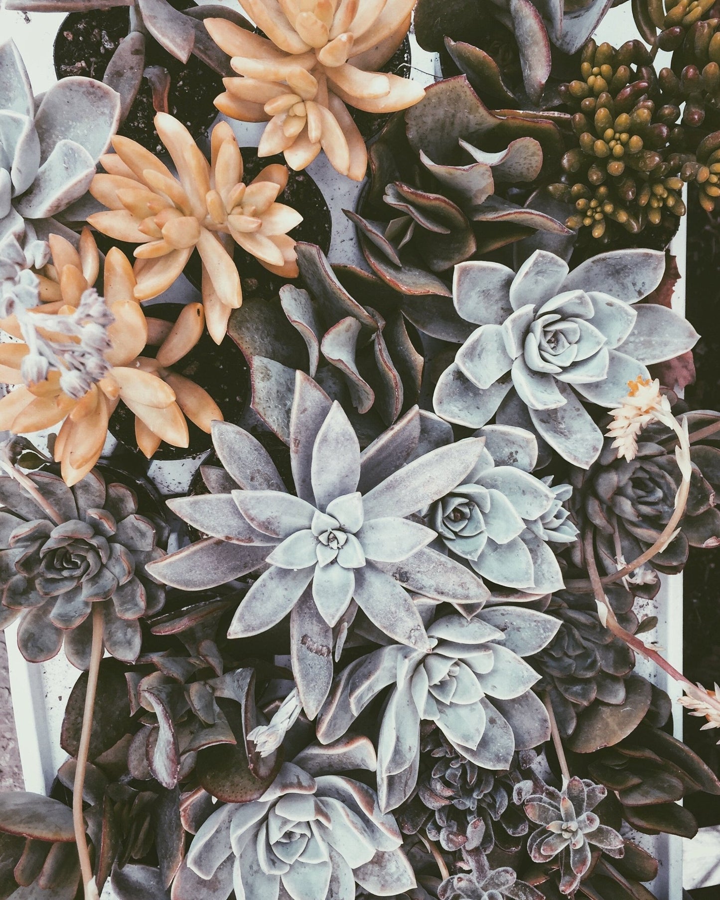 Succas (Lake Isabella, CA. Fine Art Print, 254 GSM) - aTinyArtGarage