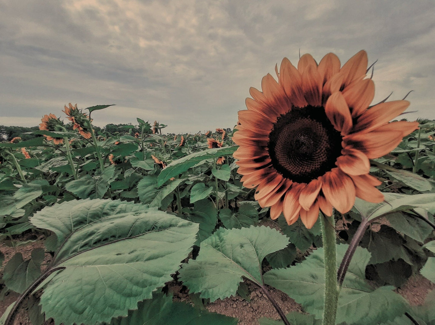 Sunflower Hour (Sunflower Festival, IN. 11x14 Fine Art Print, 254 GSM) - aTinyArtGarage