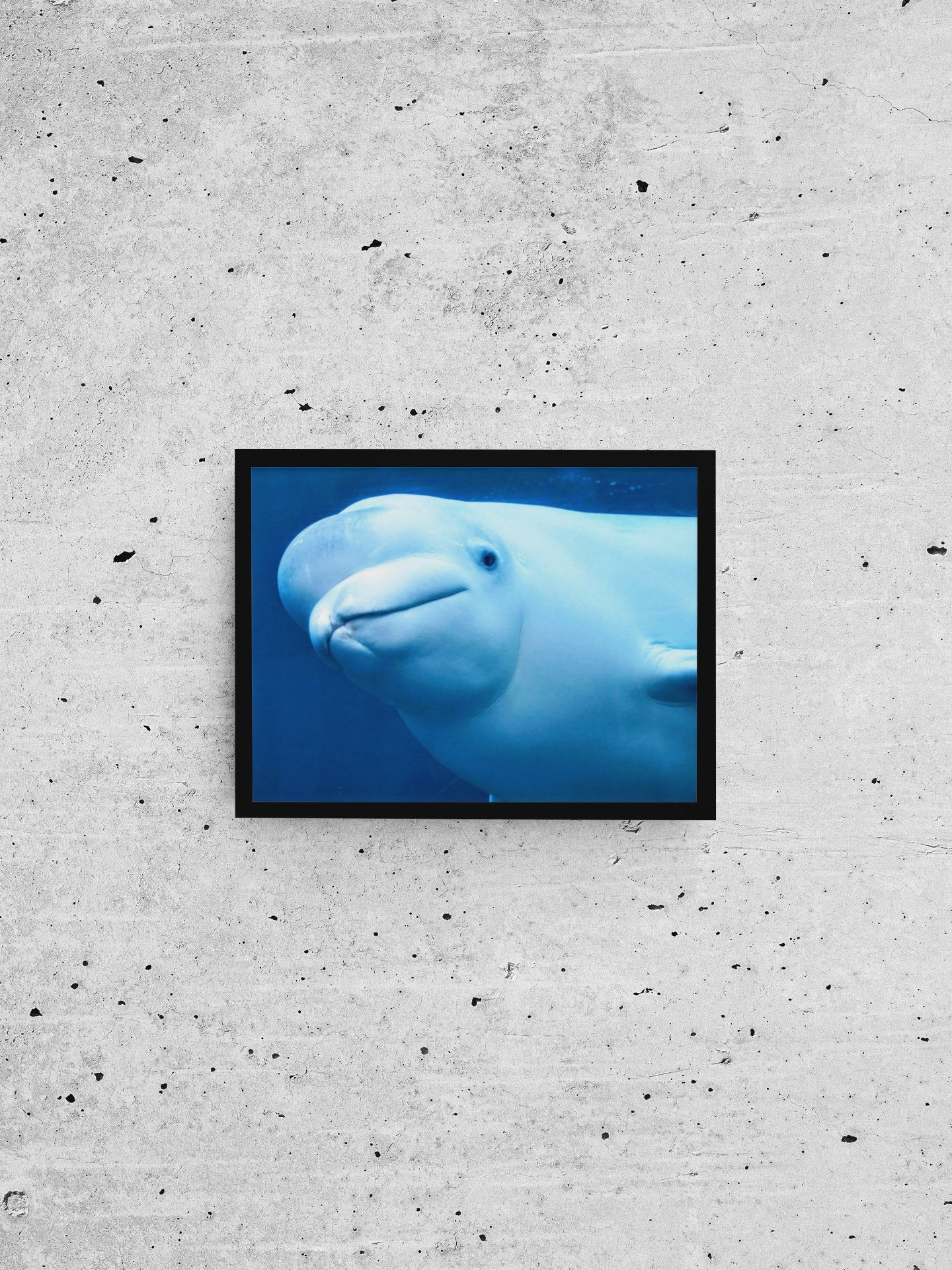 BELUGA, Whale (Boston Aquarium, MA. Fine Art Print, 254 GSM) - aTinyArtGarage