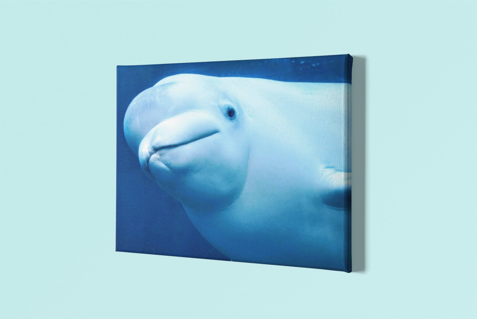 BELUGA, Whale (Boston Aquarium, MA. Fine Art Print, 254 GSM) - aTinyArtGarage