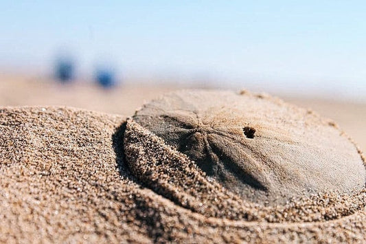 Sanddollar Beach (Big Sur, California. Fine Art Print, 254GSM.) - aTinyArtGarage