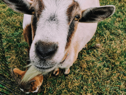 SMILE, a Billy Goat (Sunflower Festival, Indiana. Fine Art Print, 254 GSM) - aTinyArtGarage