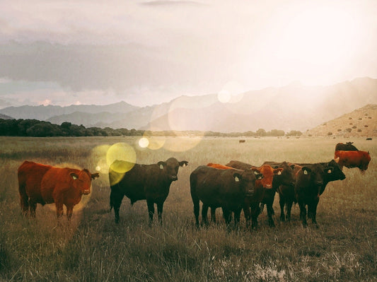 The Cows, part I (Kernville, CA. Fine Art Giclee Print 254GSM) - aTinyArtGarage